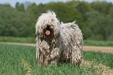 KOMONDOR 079